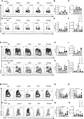 RIPK1 deficiency prevents thymic NK1.1 expression and subsequent iNKT cell development